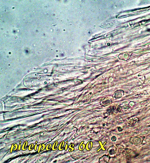 MICROSCOPIA ENTOLOMA REINWALDII